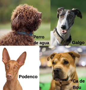 Spanish dog breeds